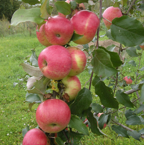 Описание сорта яблони Мельба, отзывы и фото, посадка и уход.1