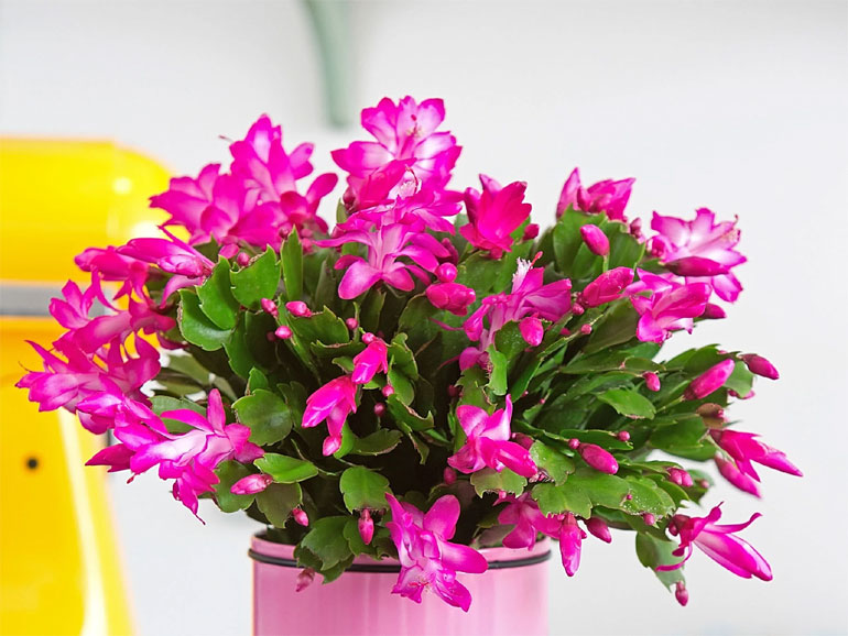 Комнатный цветок Шлюмбергера (декабрист) – уход в домашних условиях, пересадка, фото0