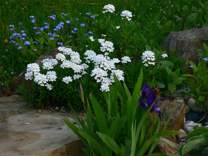 Цветок иберис: посадка, уход, выращивание из семян, когда сажать46