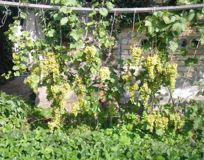 Правила посадки винограда осенью и весной саженцами, черенками, схема посадки4