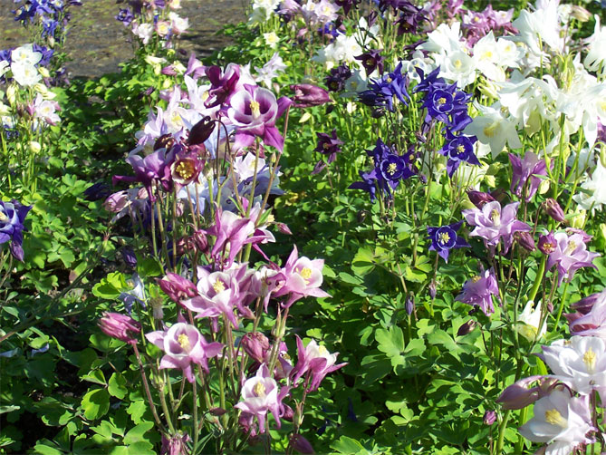 Цветок аквилегия – посадка семенами, уход в открытом грунте, фото сортов29