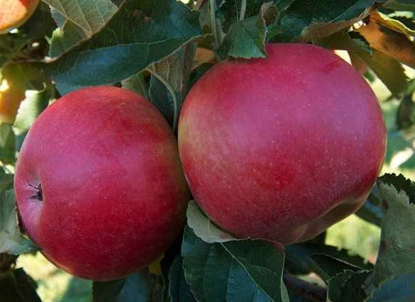 Описание сорта яблони Мельба, отзывы и фото, посадка и уход6