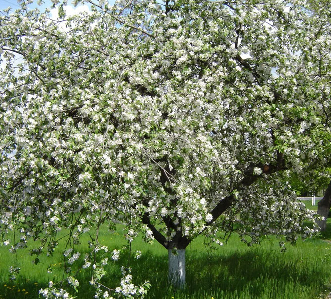 Сорт яблони Антоновка обыкновенная — описание, морозостойкость, фото, отзывы2