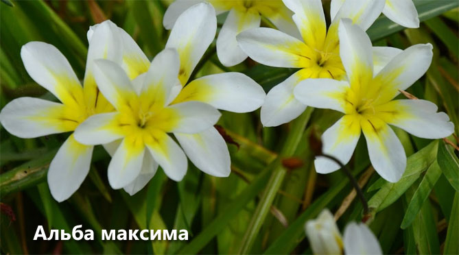 Цветы спараксиса: посадка, выращивание и уход в открытом грунте, фото в саду, сорта13