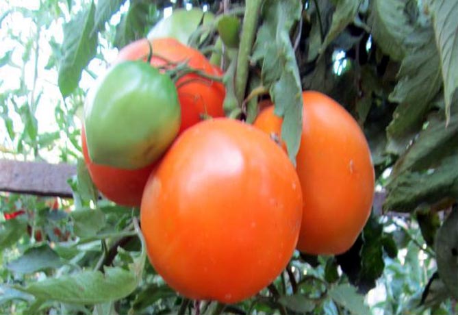 Характеристика и описание помидор Кенигсберг: отзывы и фото сорта, показатели сортов, особенности роста2