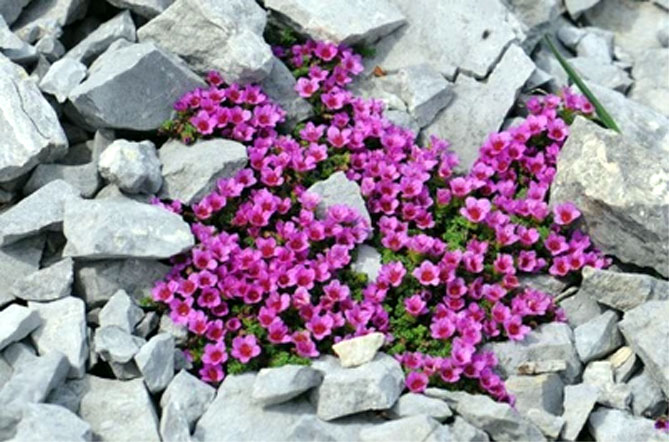 Цветок камнеломка – посадка и уход в открытом грунте, описание сортов, фото50