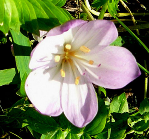 Цветок безвременник: посадка и уход в саду, фото сортов и видов с описанием.37