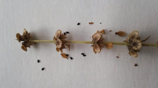 Базилик: выращивание из семян в домашних условиях, характеристика сортов9
