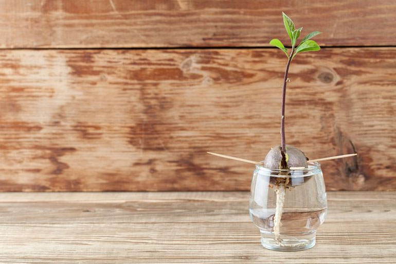 Как вырастить авокадо из косточки в домашних условиях: как прорастить, температура роста9