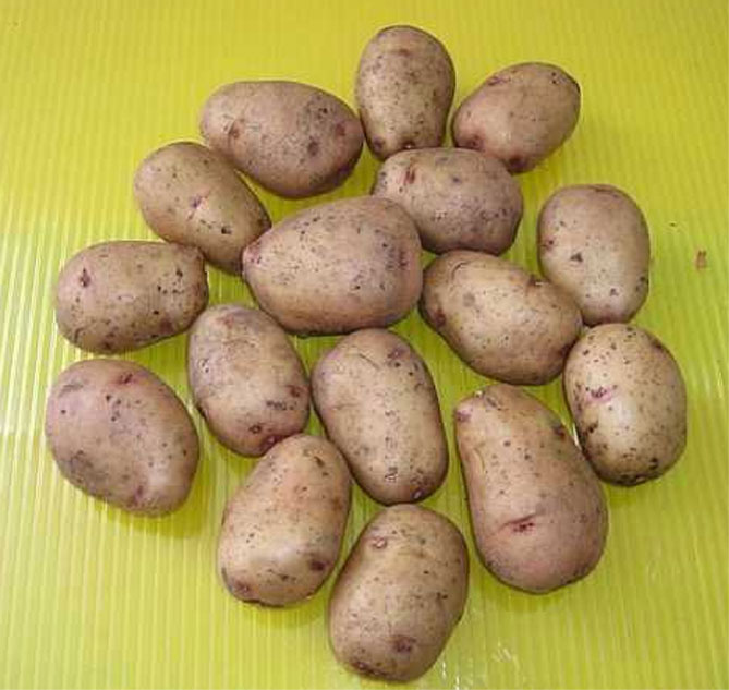 Описание лучших сортов картофеля для средней полосы России: самые урожайные и вкусные17