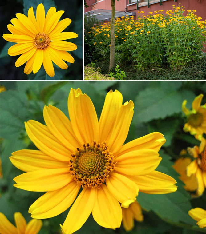 Описание садовых многолетних цветов для дачи с названиями и фото