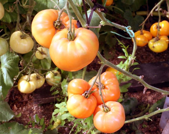 Сорт помидор Хурма — характеристика и описание, отзывы, фото8