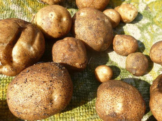 Сорт картофеля Киви - описание и характеристики, фото, отзывы1