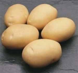 Описание лучших сортов картофеля для средней полосы России: самые урожайные и вкусные8