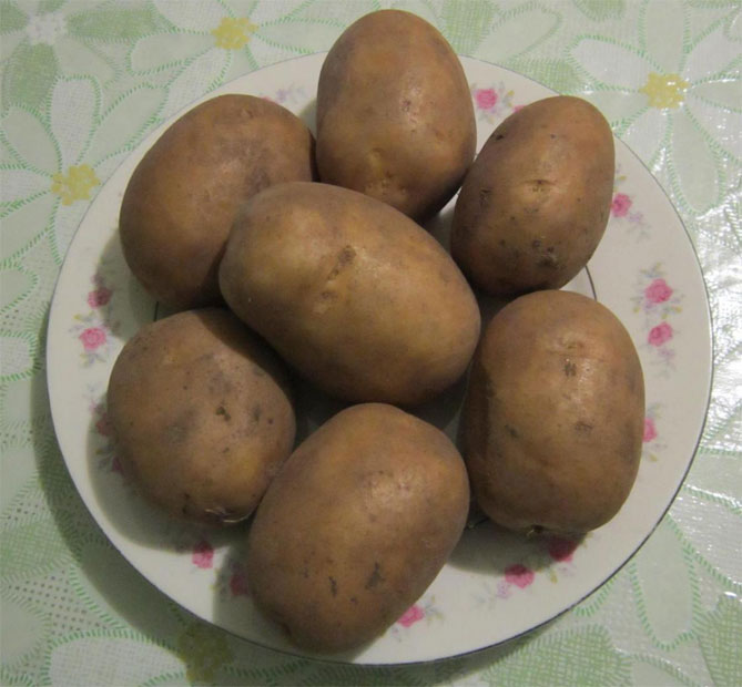 Характеристика картофеля Скарб: описание сорта, урожайность, фото, отзывы6