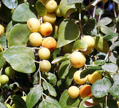 дерево унаби (китайский финик, зизифус) – посадка, выращивание и уход, сорта11