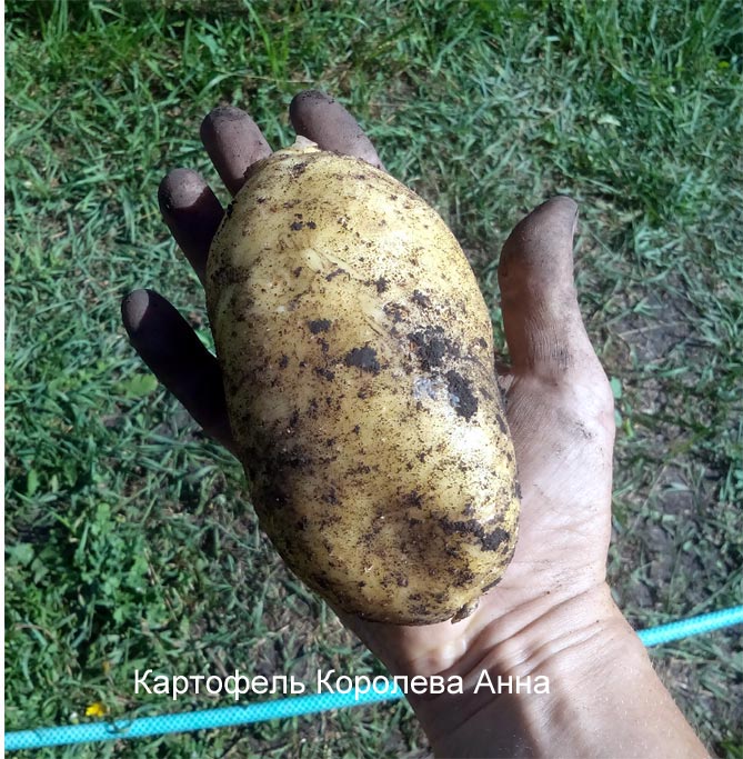 Сорт картофеля Королева Анна – описание, отзывы, фото