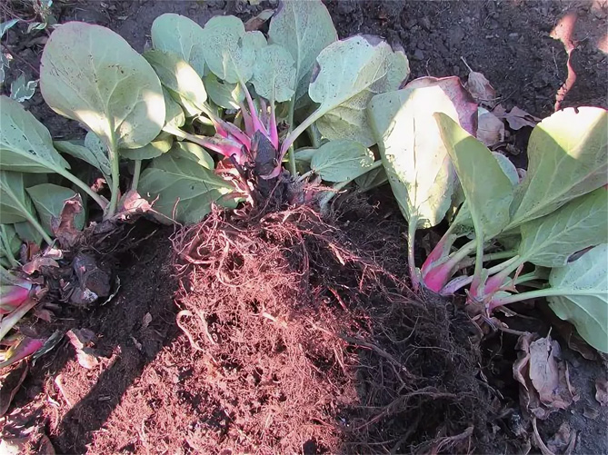 Бадан – посадка, выращивание и уход в открытом грунте, сорта, применение29