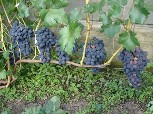 Особенности выращивания раннего столового винограда Забава