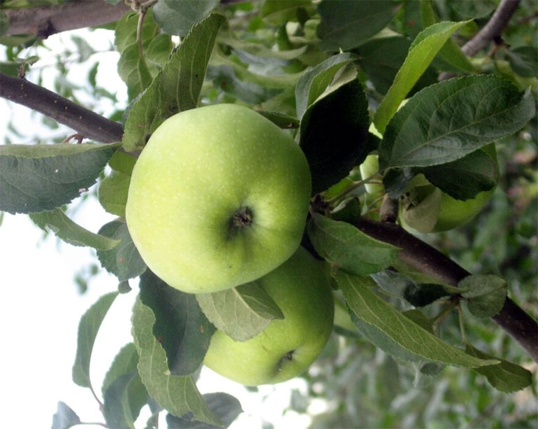 Сорт яблони Антоновка обыкновенная — описание, морозостойкость, фото, отзывы6