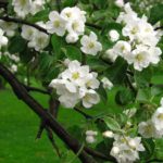 Цветение яблони: календарь для разных регионов выращивания и важные нюансы