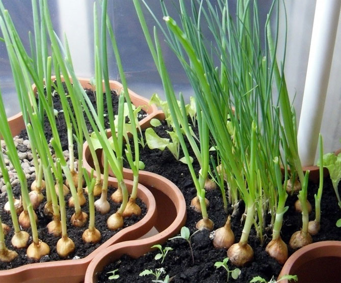 Как вырастить зеленый лук дома на подоконнике - в воде, грунте8