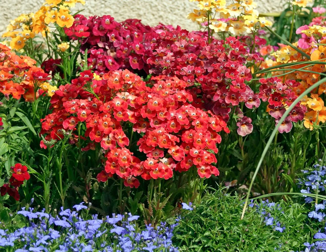 Цветы немезии - выращивание из семян, посадка в открытый грунт, уход, фото43