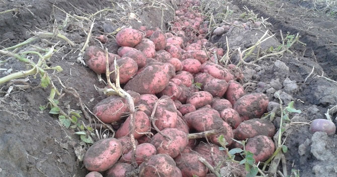 Сорт картофеля Росара — характеристика и описание, отзывы огородников9