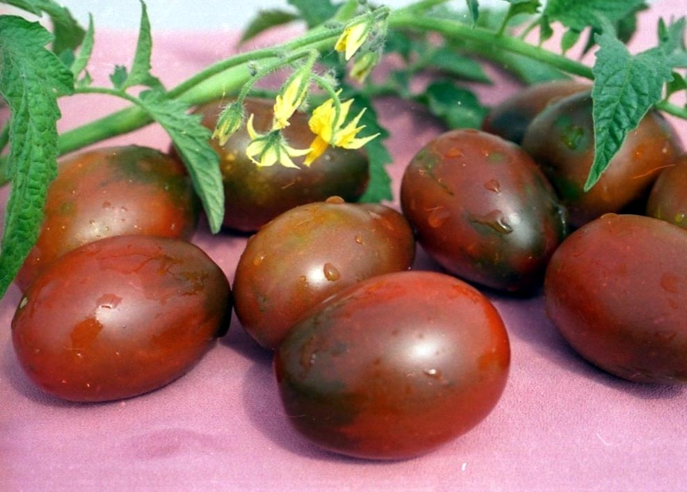 Сорт помидоров Де Барао - характеристика, урожайность, фото и отзывы0