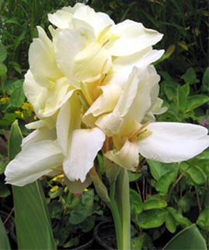 Цветок канна – размножение, посадка, уход11
