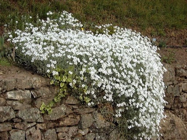 Лучшие растения для альпийской горки – цветущие, многолетние, хвойные96