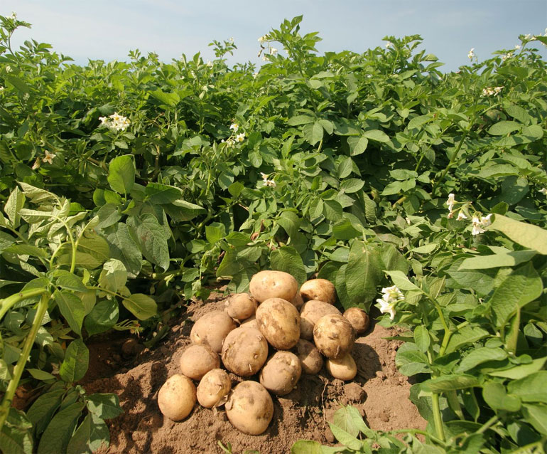 Описание лучших сортов картофеля для средней полосы России: самые урожайные и вкусные0