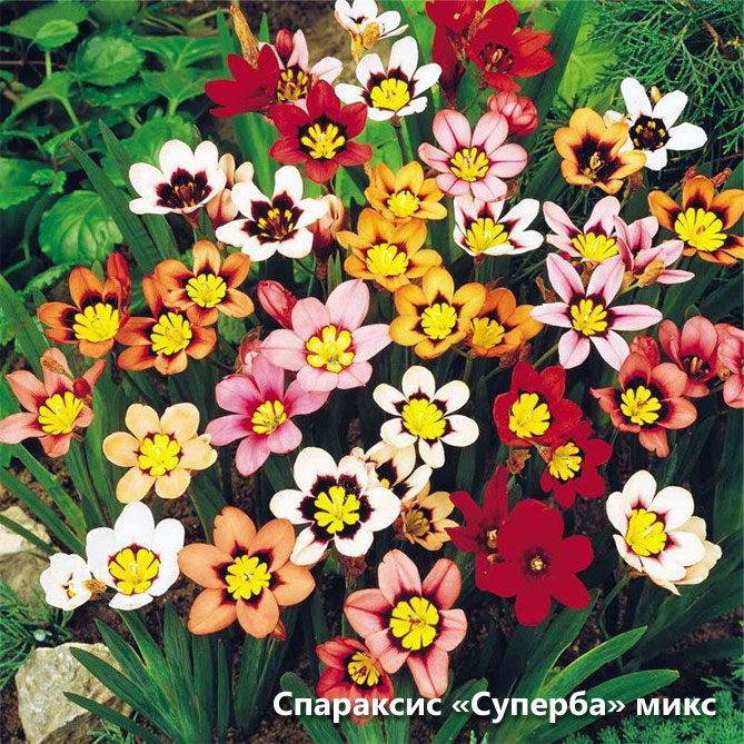 Цветы спараксиса: посадка, выращивание и уход в открытом грунте, фото в саду, сорта11