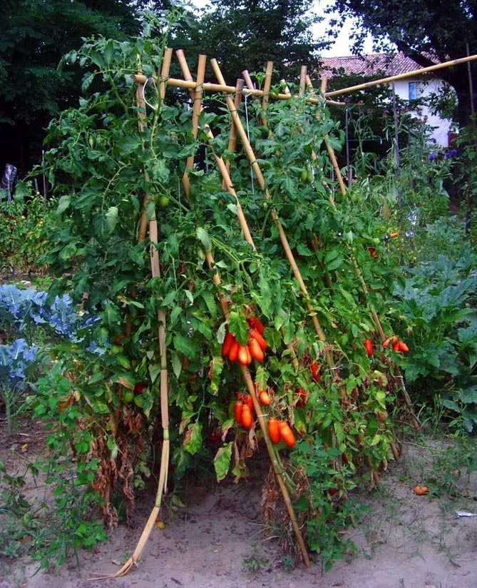 Сорт помидоров Де Барао - характеристика, урожайность, фото и отзывы18