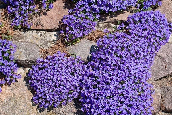 Многолетний цветок обриета (аубреция) – посадка и уход семенами в открытом грунте, сорта, фото24