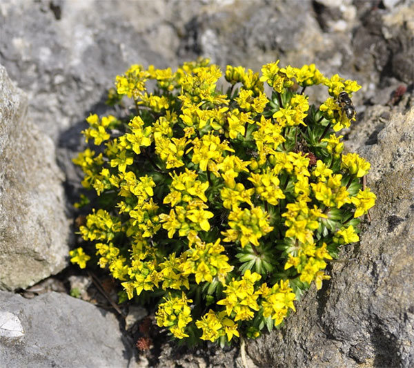 Лучшие растения для альпийской горки – цветы, многолетники, хвойные101