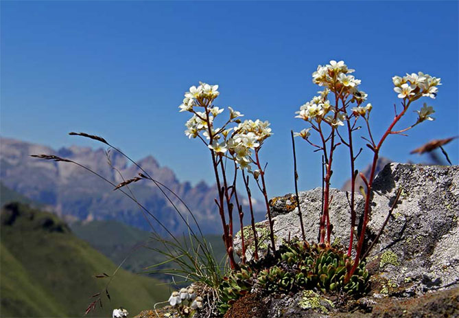 Цветок камнеломка – посадка и уход в открытом грунте, описание сортов, фото32