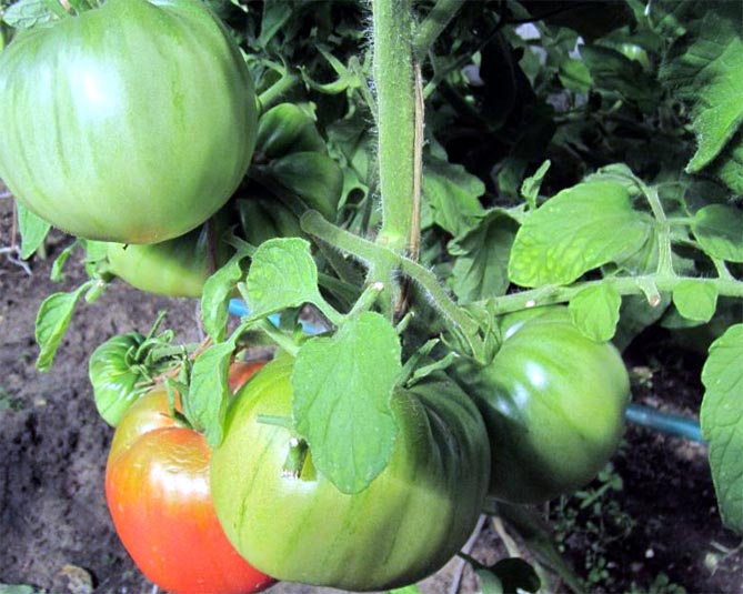 Характеристика томата Бабушкин секрет: урожайность, плюсы и минусы, отзывы и фото3