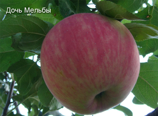 Описание сорта яблони Мельба, отзывы и фото, посадка и уход9