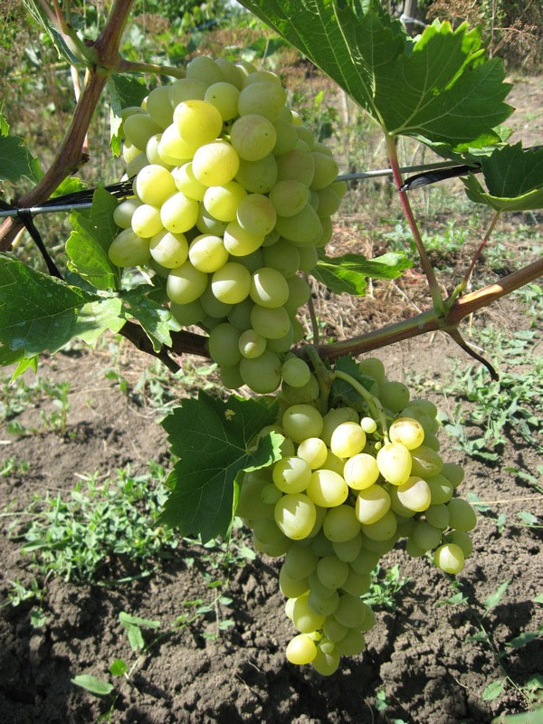 Описание сорта винограда Аркадия: морозостойкость, урожайность, отзывы1