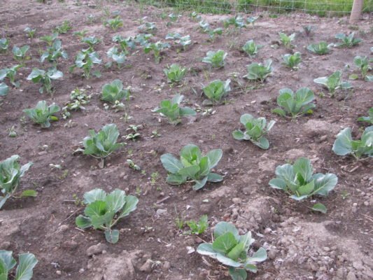 Урожайность F1: характеристика продуктивного гибрида капусты