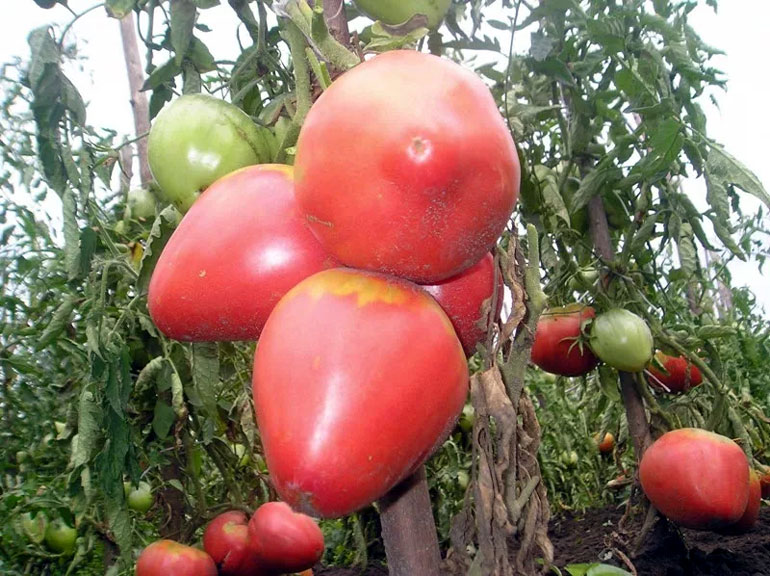 Помидоры Розовый мед: отзывы, описание сорта томатов с фото, достоинства и недостатки0