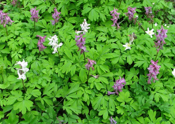 Фото и названия многолетних почвопокровных растений: цветковых и вечнозеленых46