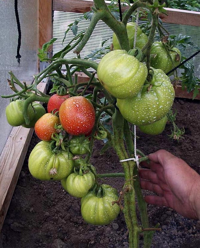 Лучшие сорта томатов на 2019 год, отзывы, фото17