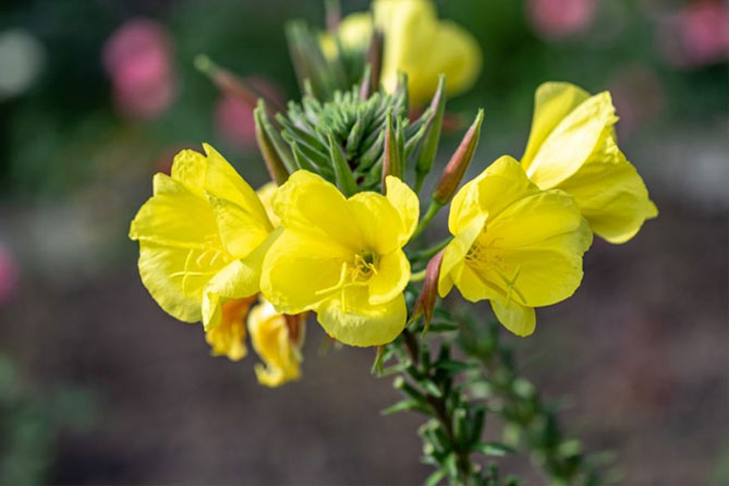 Многолетний цветок энотера: посадка и уход, фото сортов и видов с описанием1