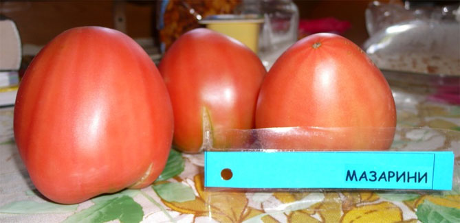 Сорт помидор Мазарини - характеристика и описание, фото, отзывы2
