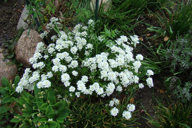 Цветок иберис: посадка, уход, выращивание из семян, когда сажать4