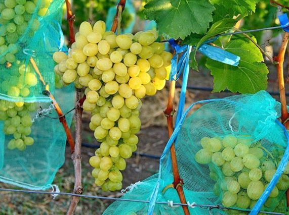 Сорт винограда Лаура — описание и характеристики, морозостойкость, урожайность, отзывы2