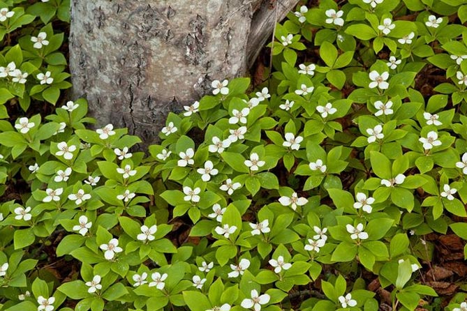 Фото и названия многолетних почвопокровных растений — цветущих и вечнозеленых86