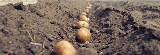 Сорт картофеля Ривьера: характеристика, описание и отзывы, вкусовые качества, агротехника, фото6